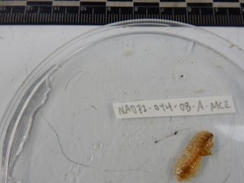 Media type: image; Invertebrate Zoology 139221